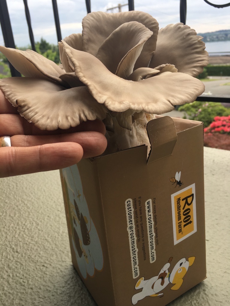 Oyster Mushrooms